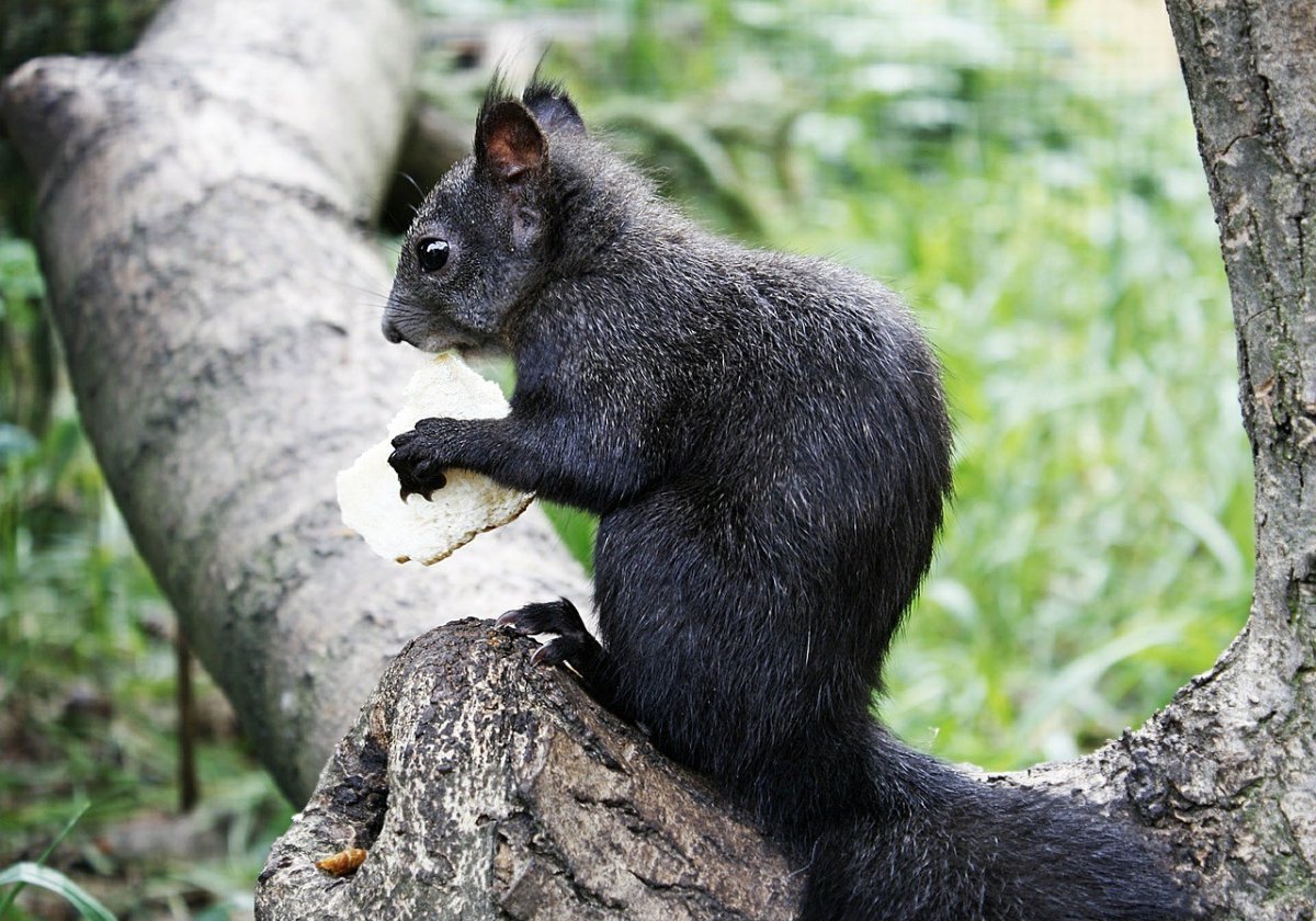 Черная белка