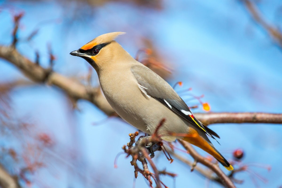 Хохлатая свиристель