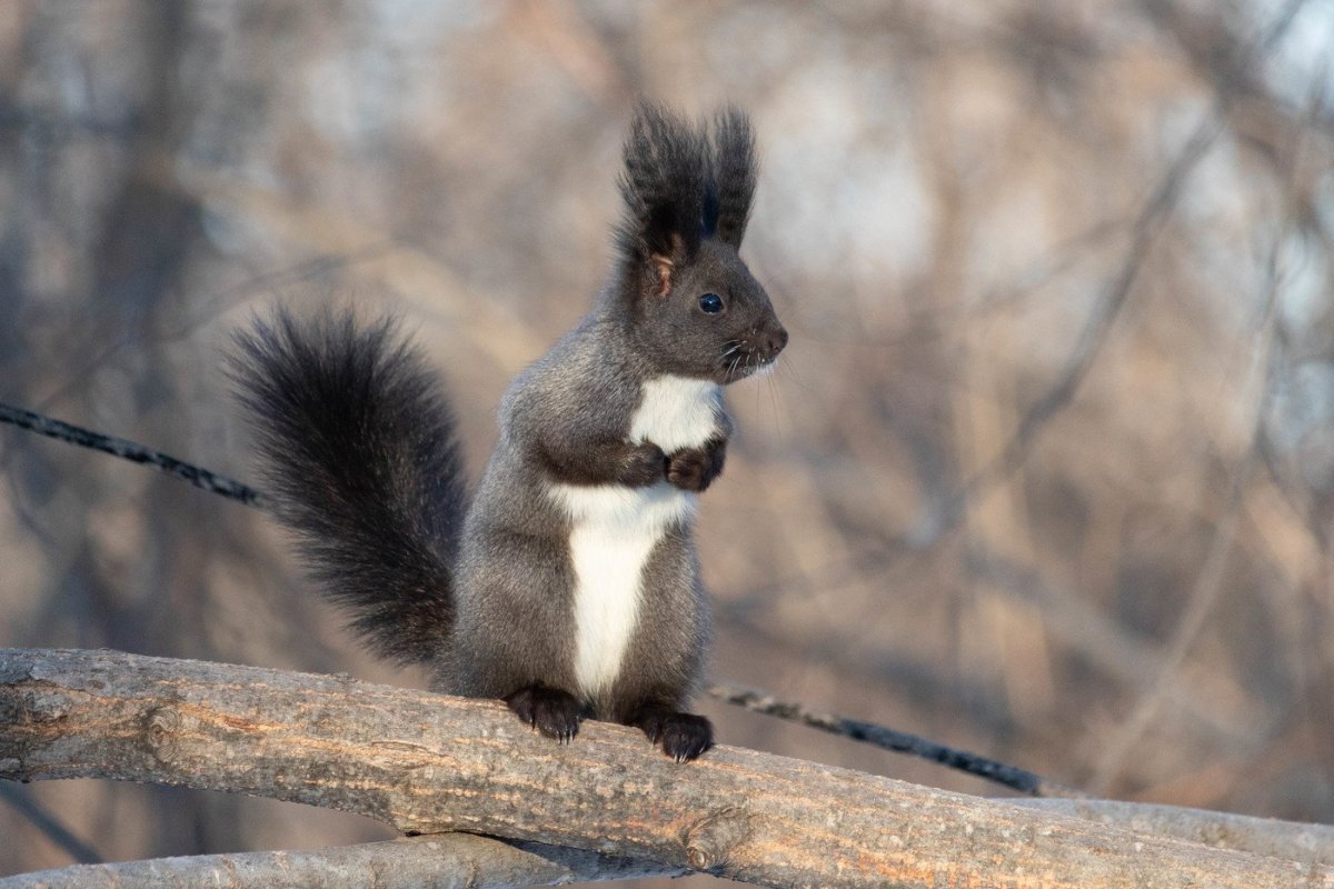 Белки на Дальнем востоке