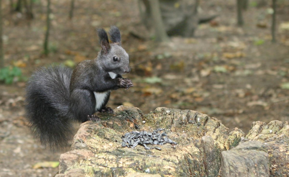 Животное с серым мехом