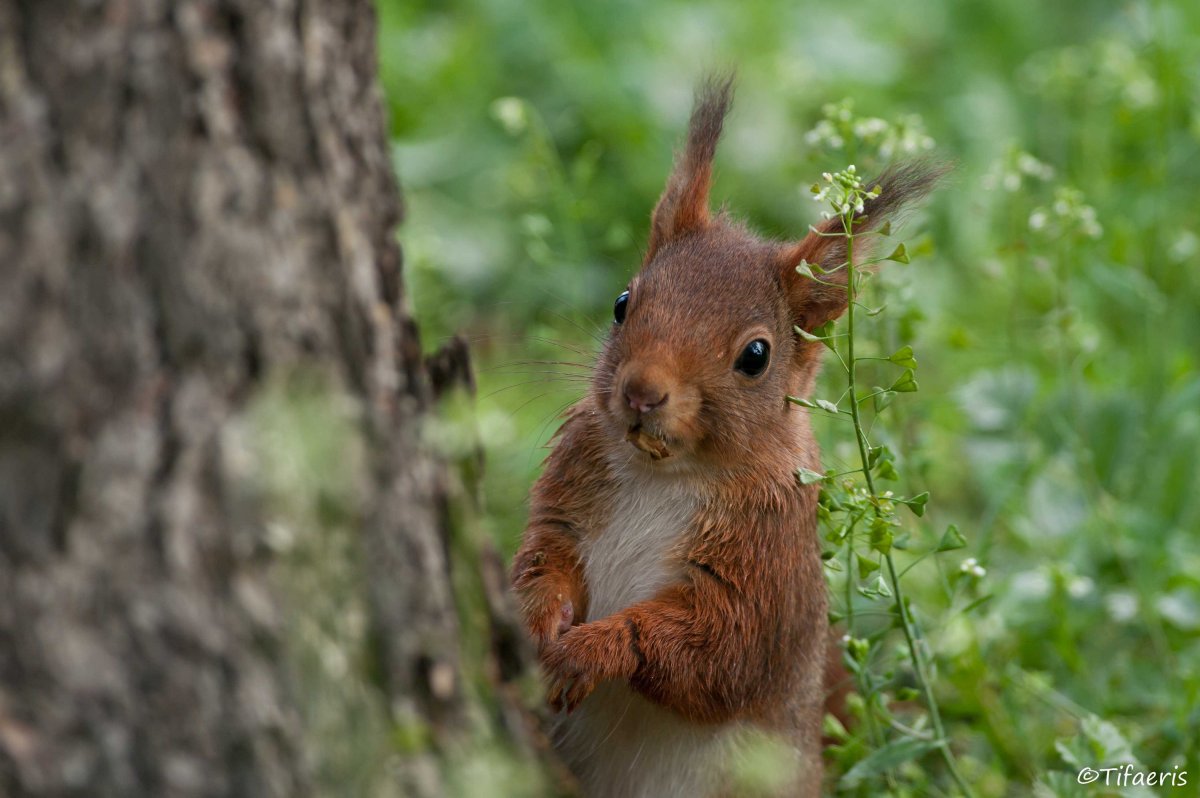 Белка меланист