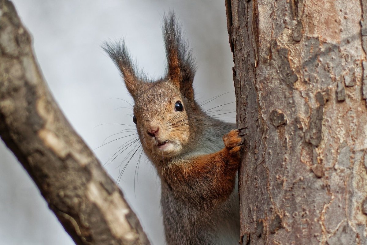 Белка домашняя черная