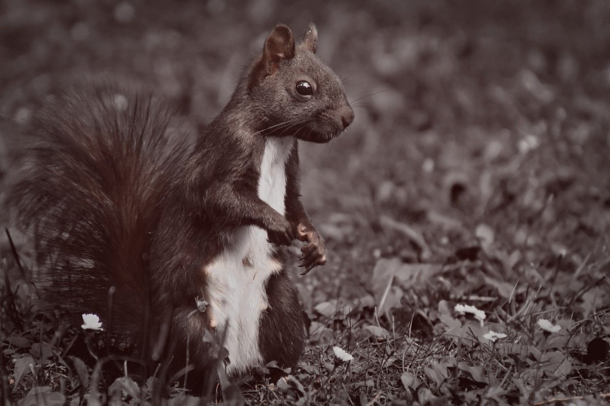 Черно белые белки