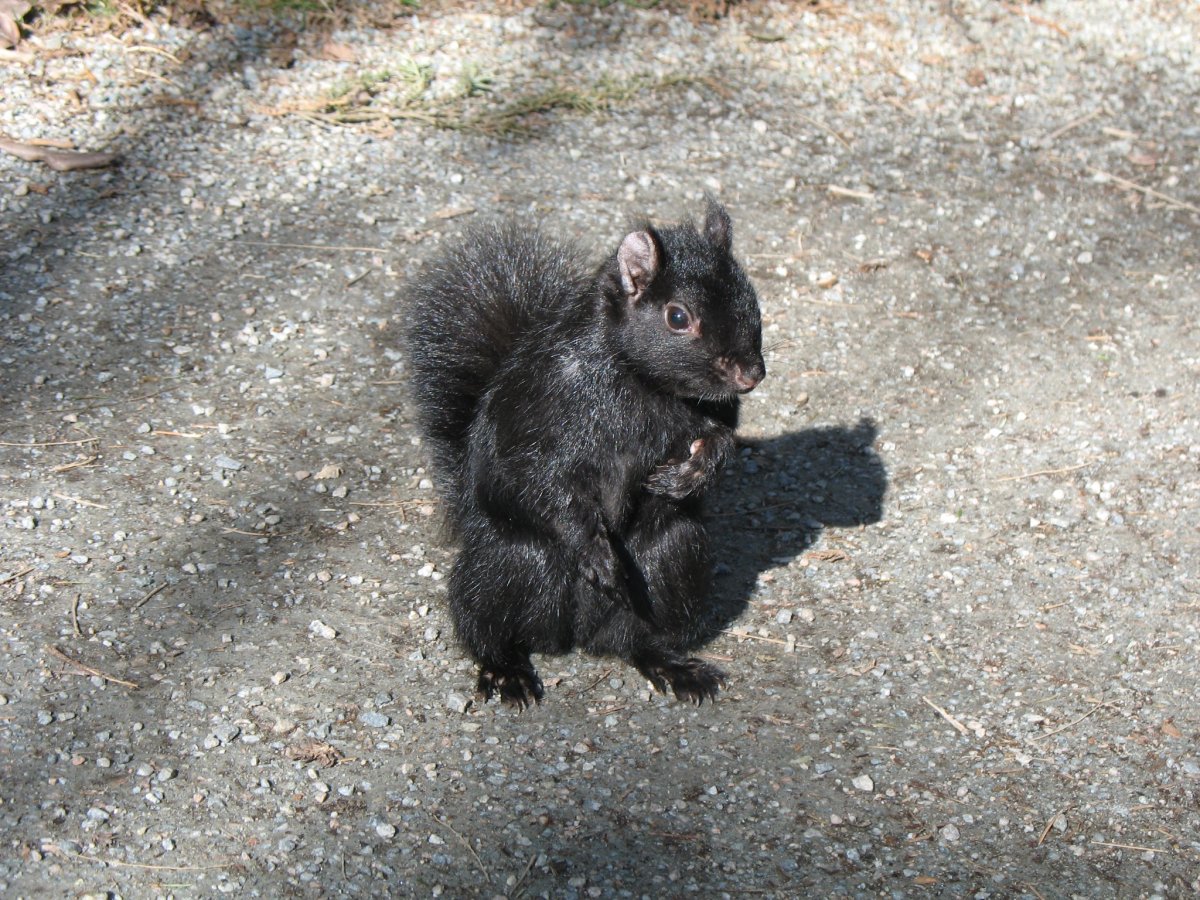 Дельмарвские черные белки