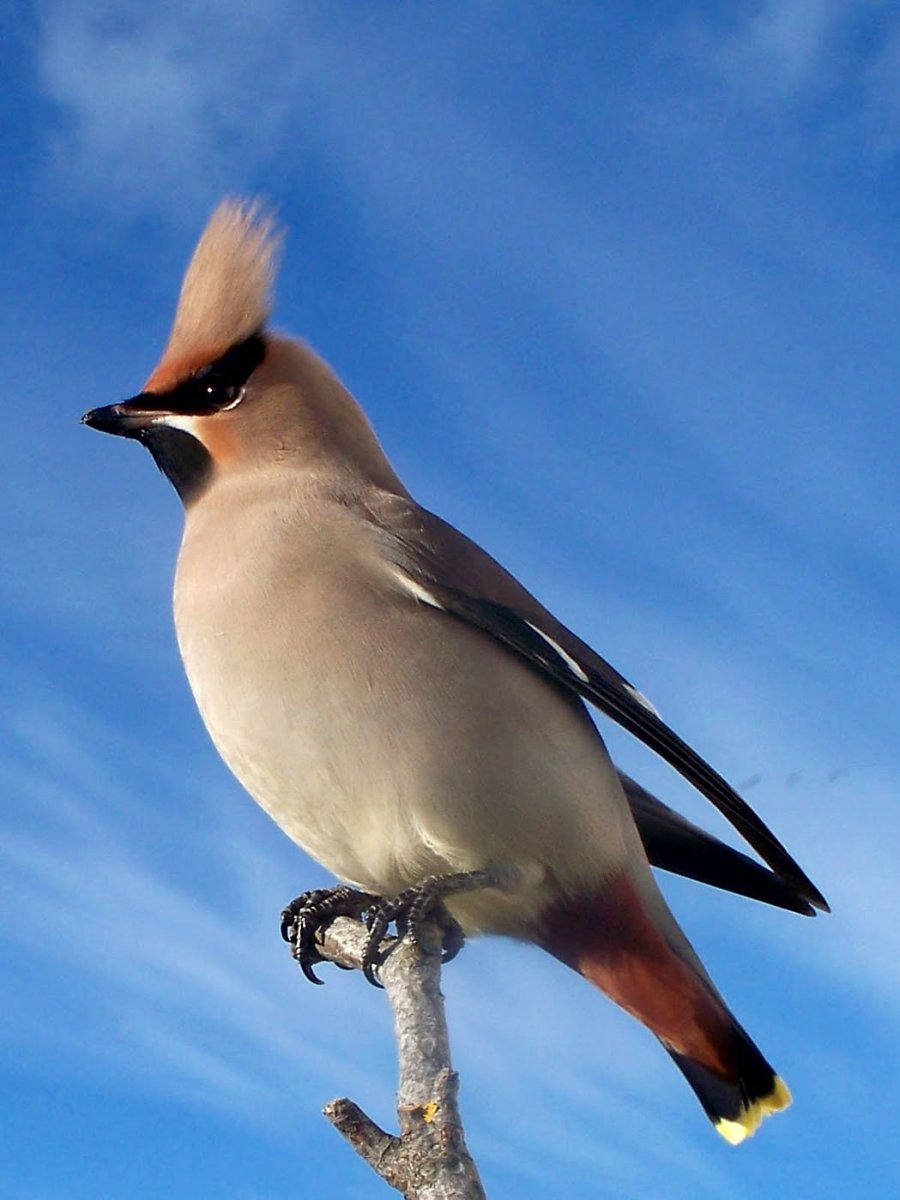 Чибис Vanellus Vanellus