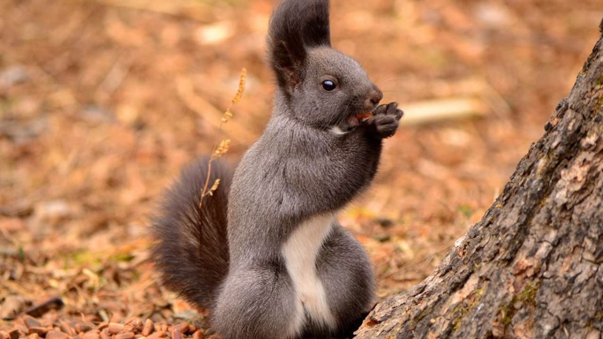 Канадская черная белка