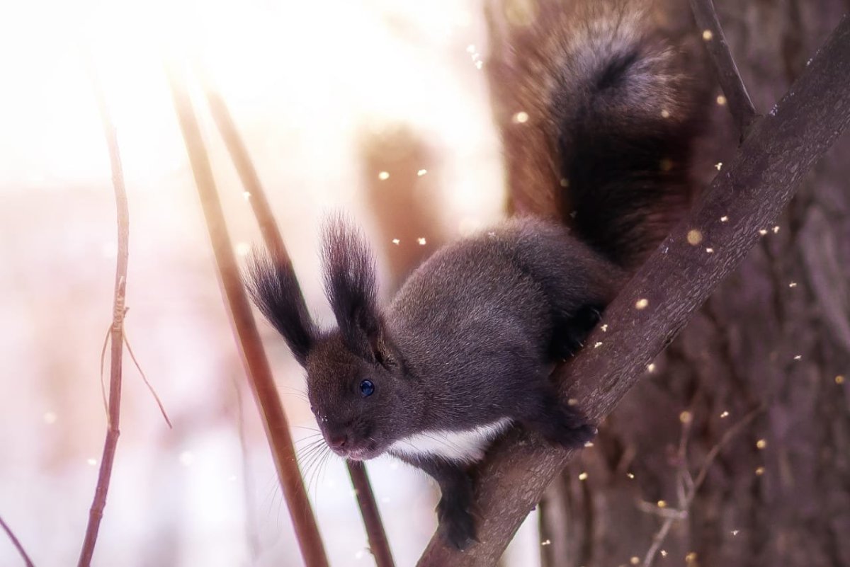 Белки и мыши