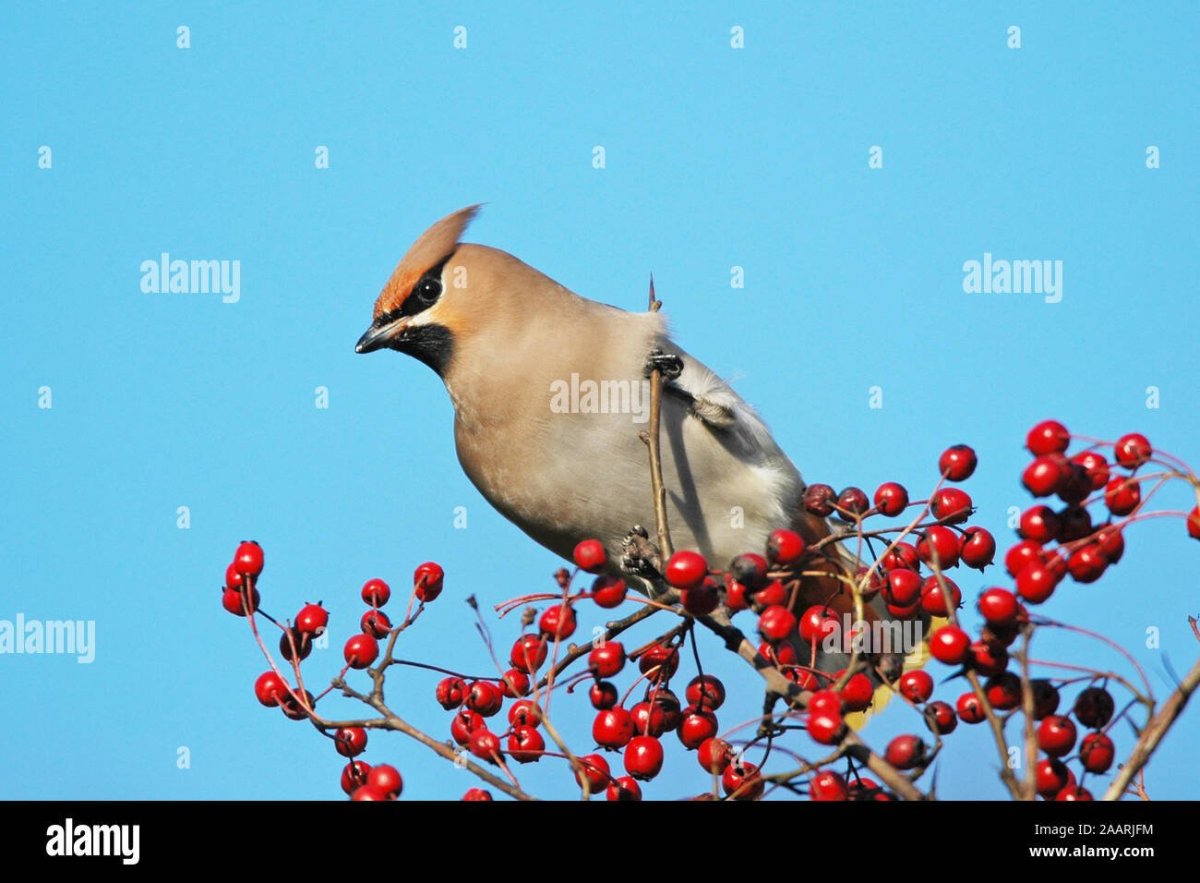 Серая птичка с хохолком Сибирь