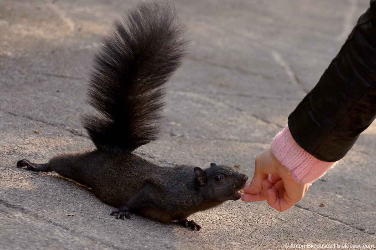 Канадская черная белка