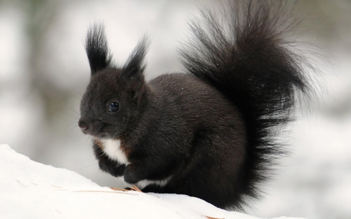 Черная Белочка