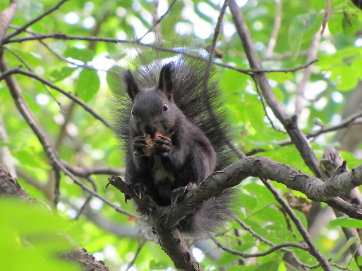 Черная Сибирская белка