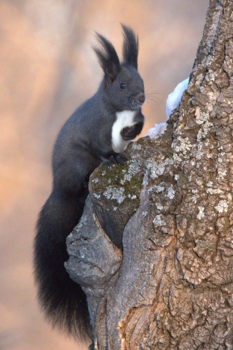 Черная Алтайская белка