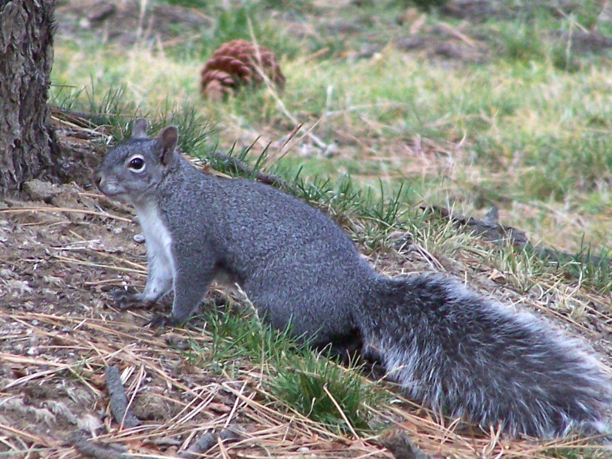 Gray Squirrel