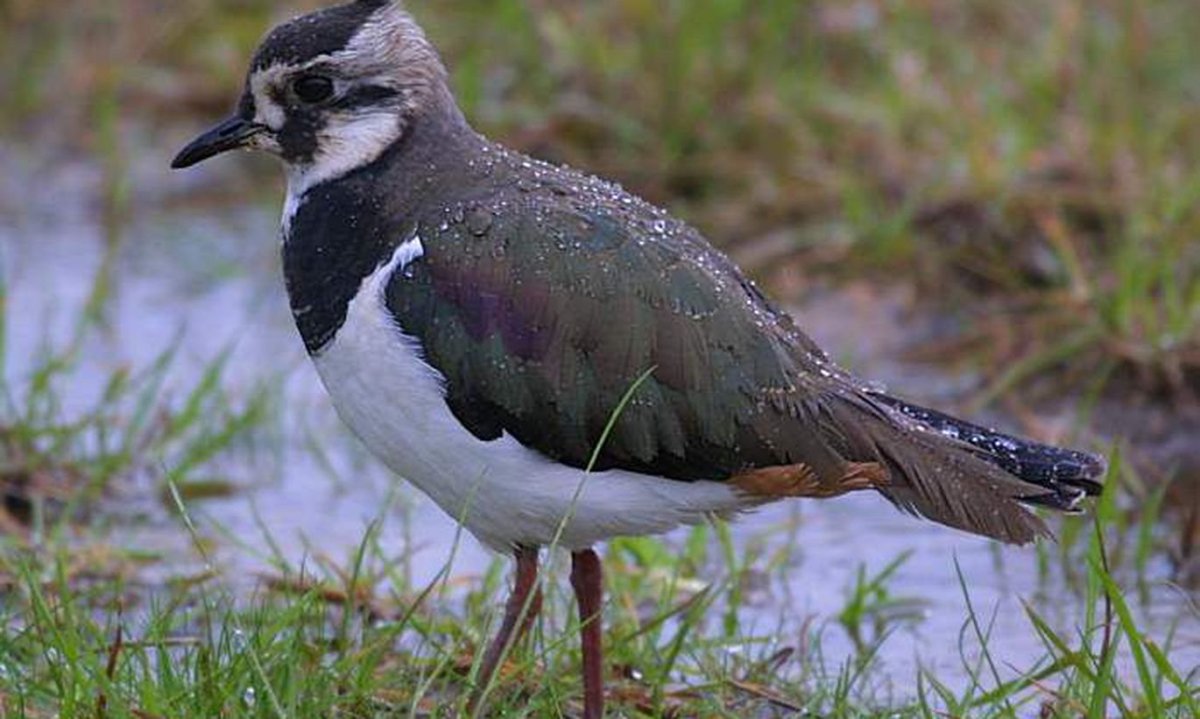 Свиристель Перелетная