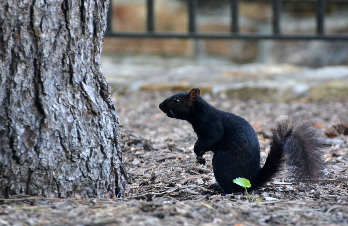 Черный зверек с пушистым хвостом