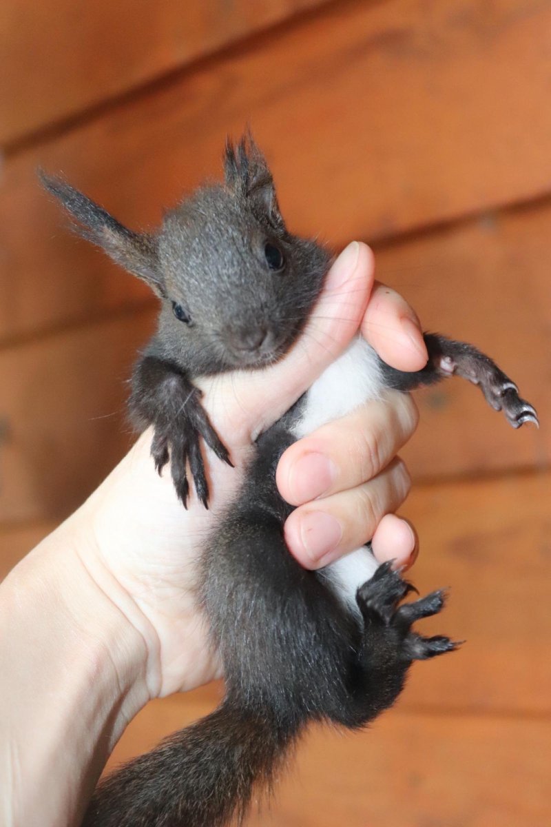 Белки с черным хвостом