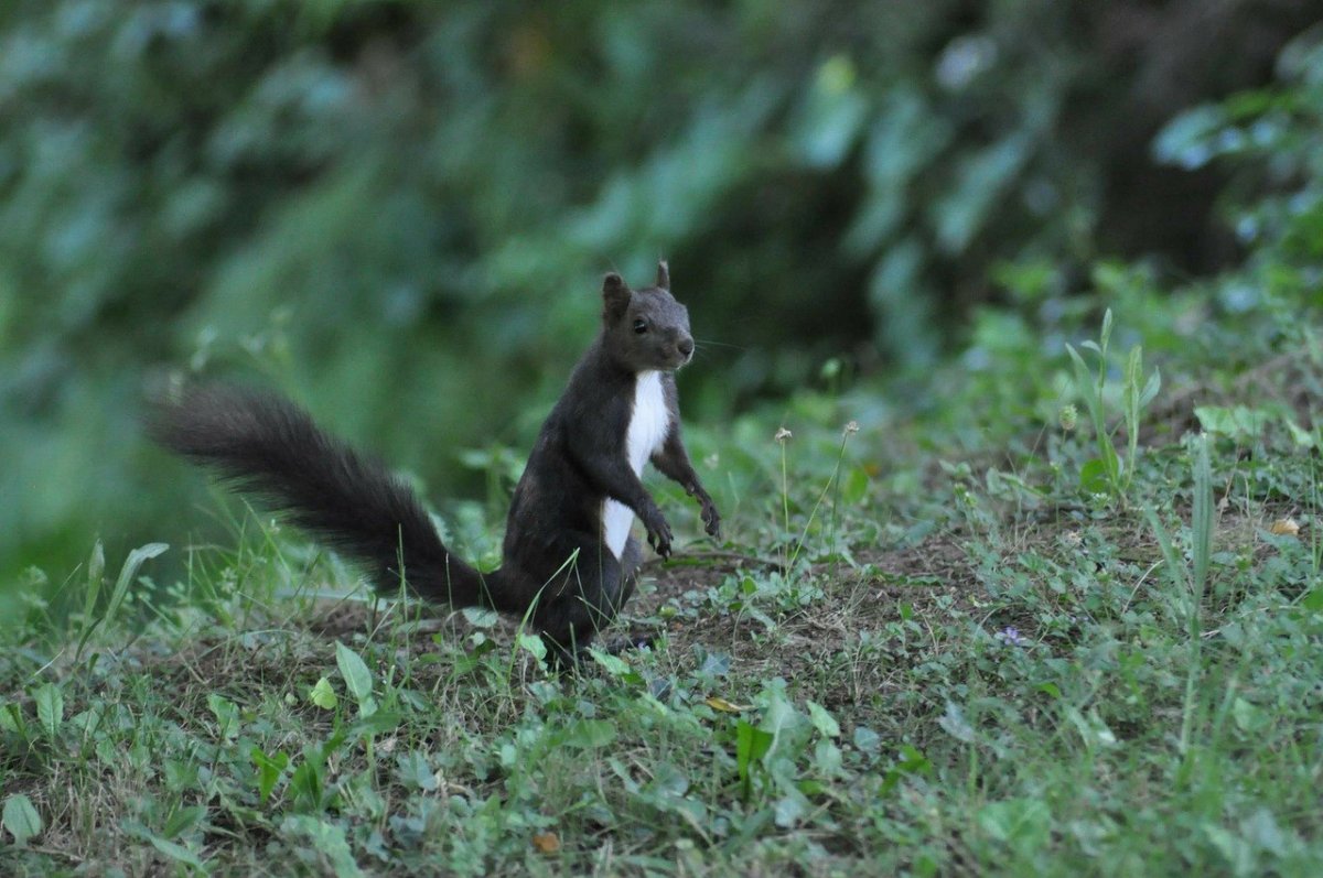 Черная белка в Сибири