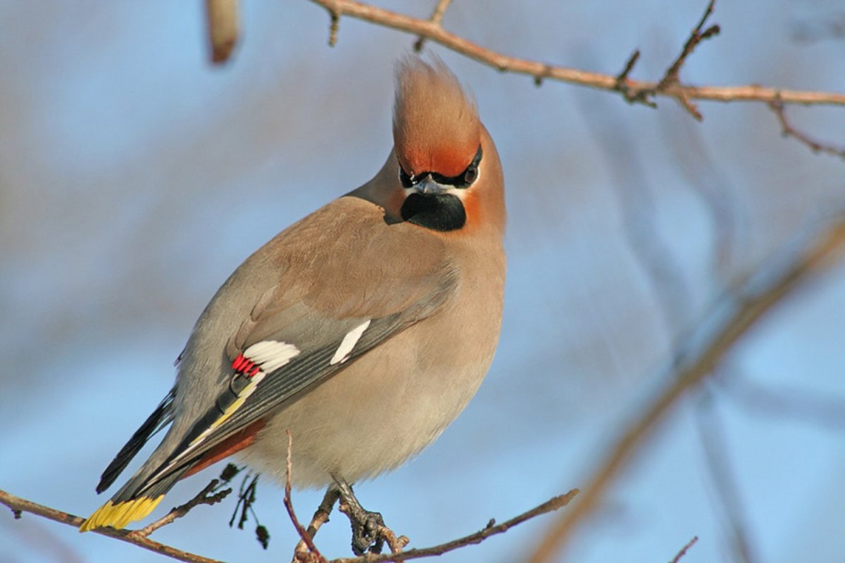 Дрозд с хохолком