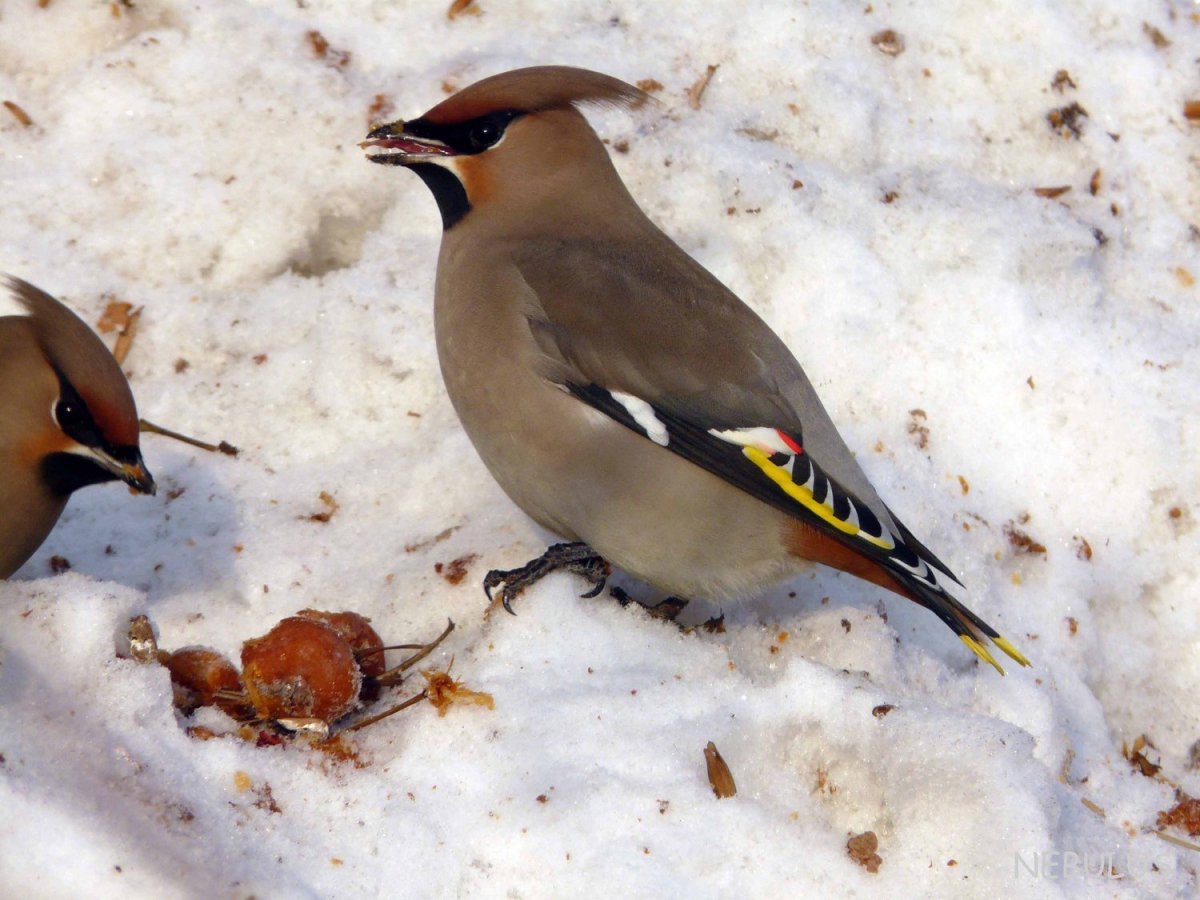 Американский свиристель
