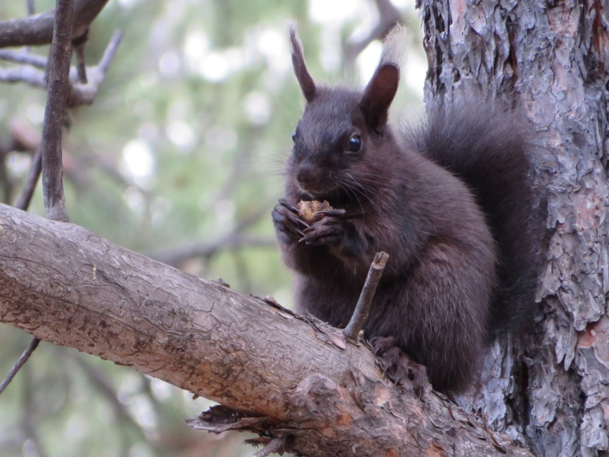 Маньчжурская белка