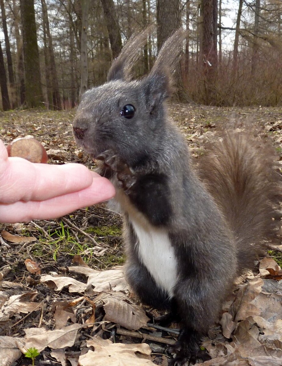 Дельмарвская черная белка