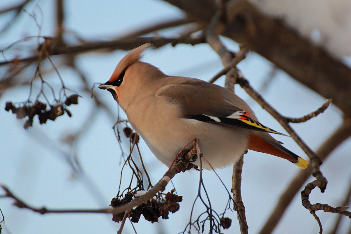Зимующие птицы свиристели