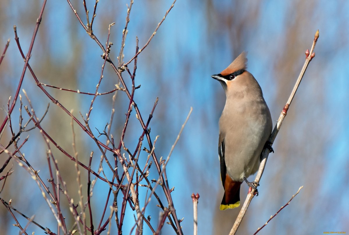 Свиристель обыкновенный