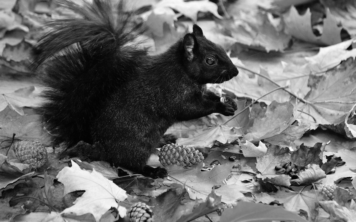 Белка черная с белой