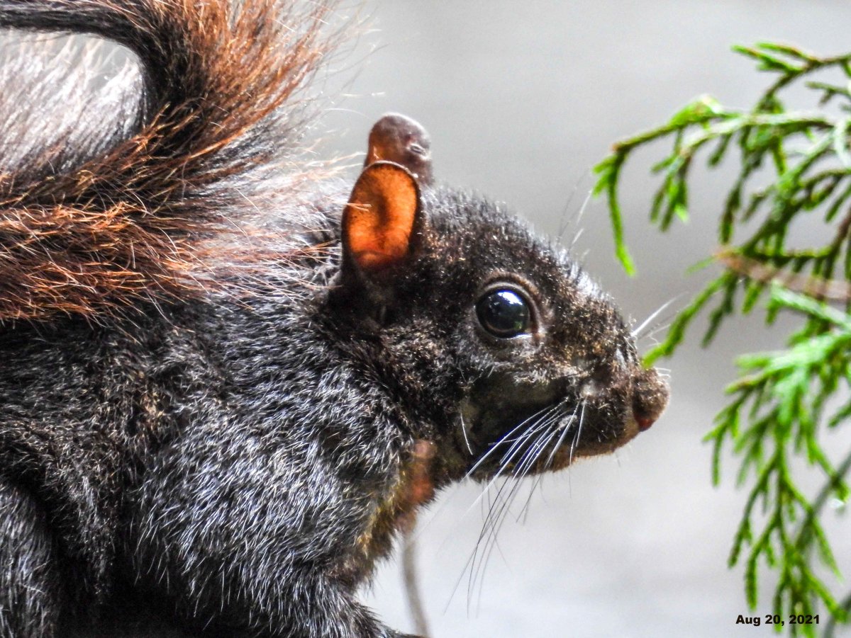 Черная Дальневосточная белка