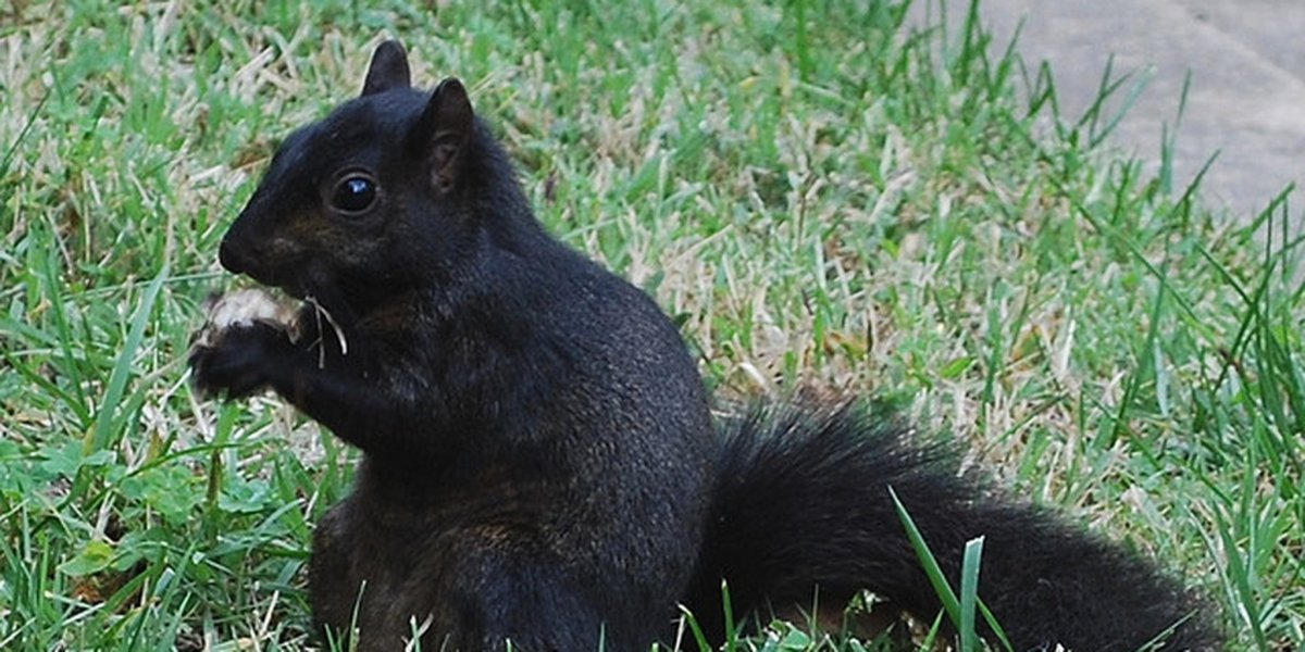 Черная белка Брайанта