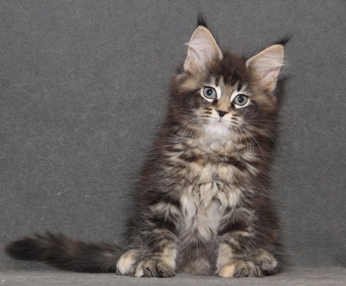 Диона кошка