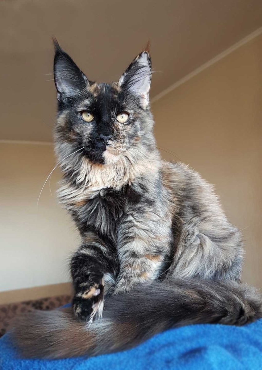 Камышовый Мейн кун