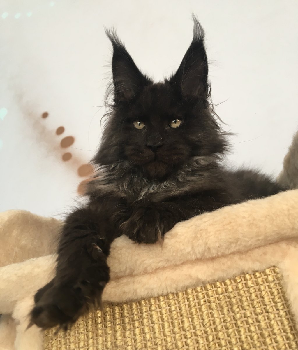 Мейн кун самец