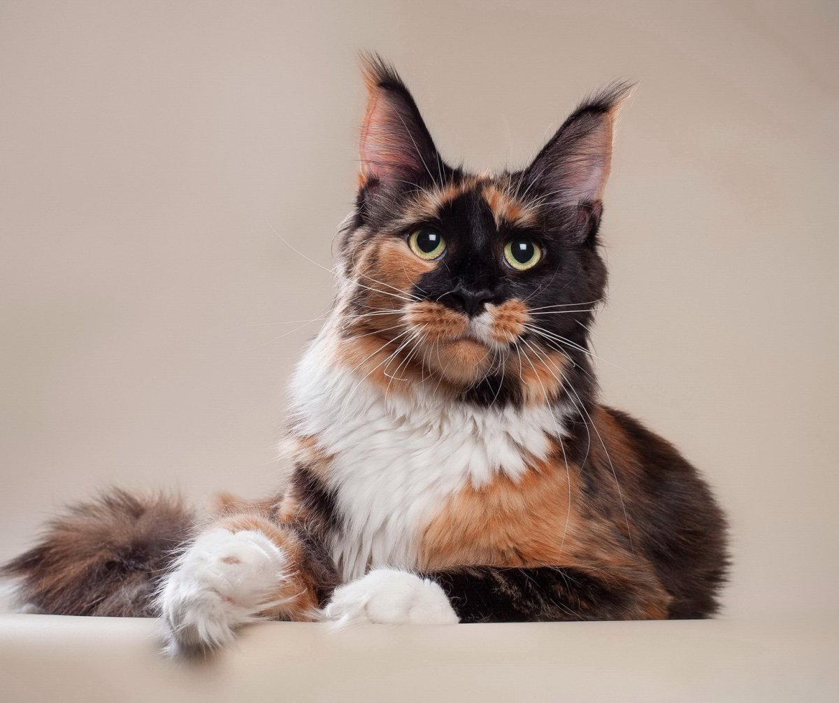 Мейн кун черепаховый окрас