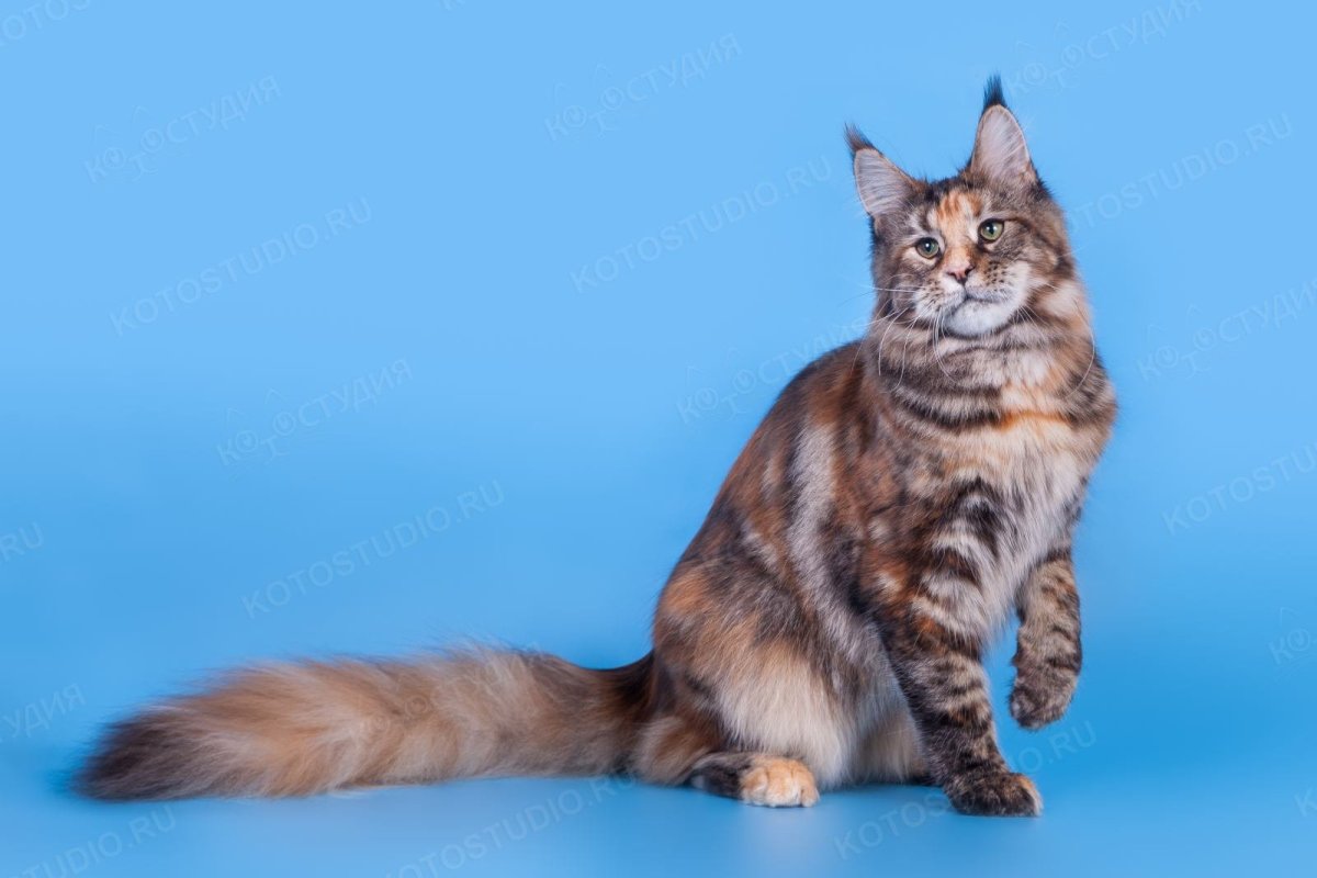 Мейн кун трехцветный метис