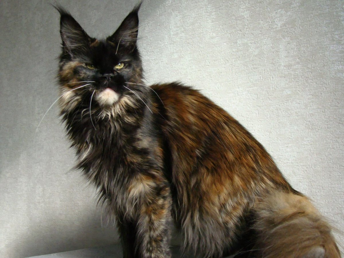 Черепаховый кот Мейн кун