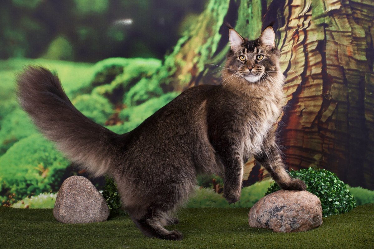 Мейн кун n 09