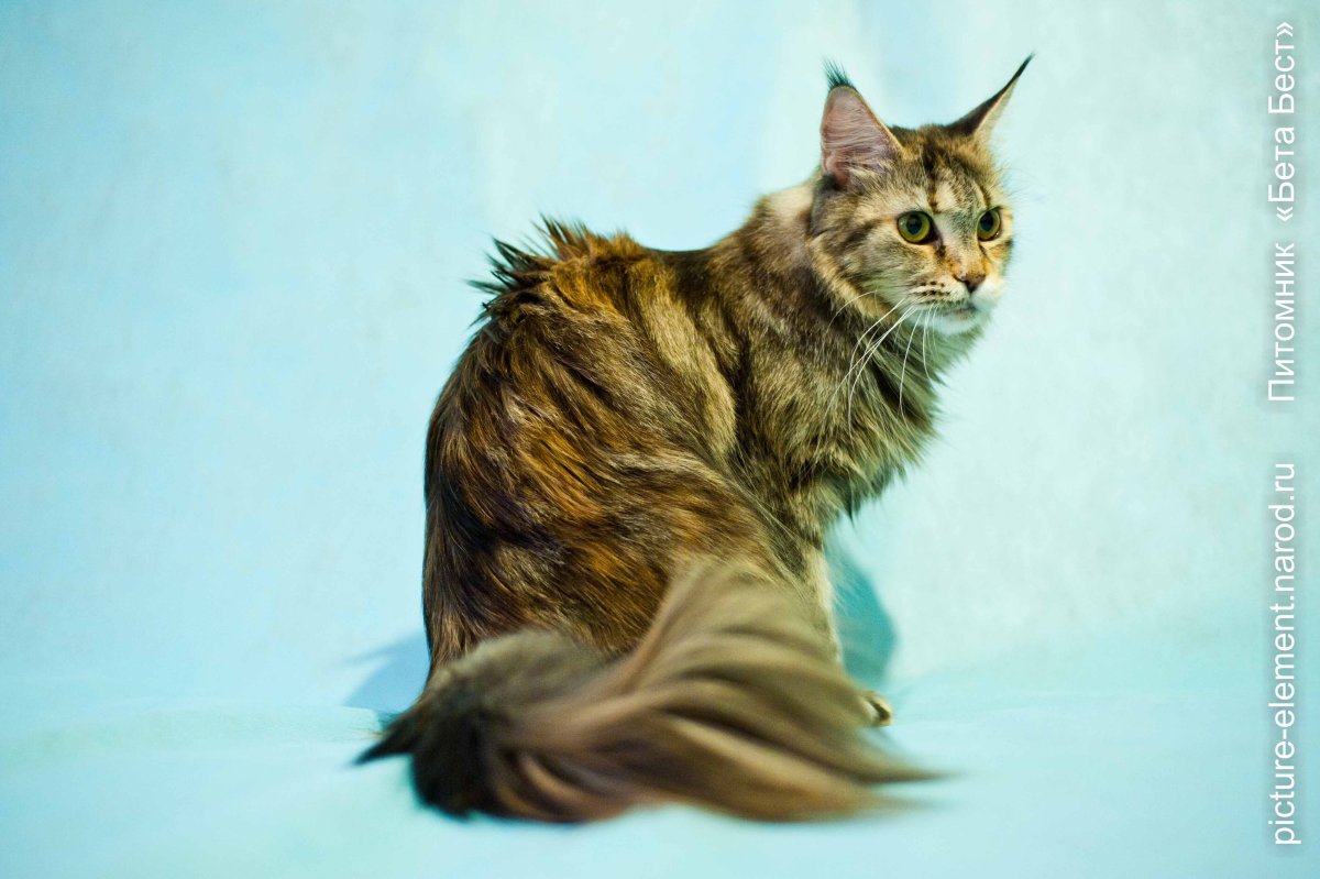 Черепаховая кошка Мейн кун