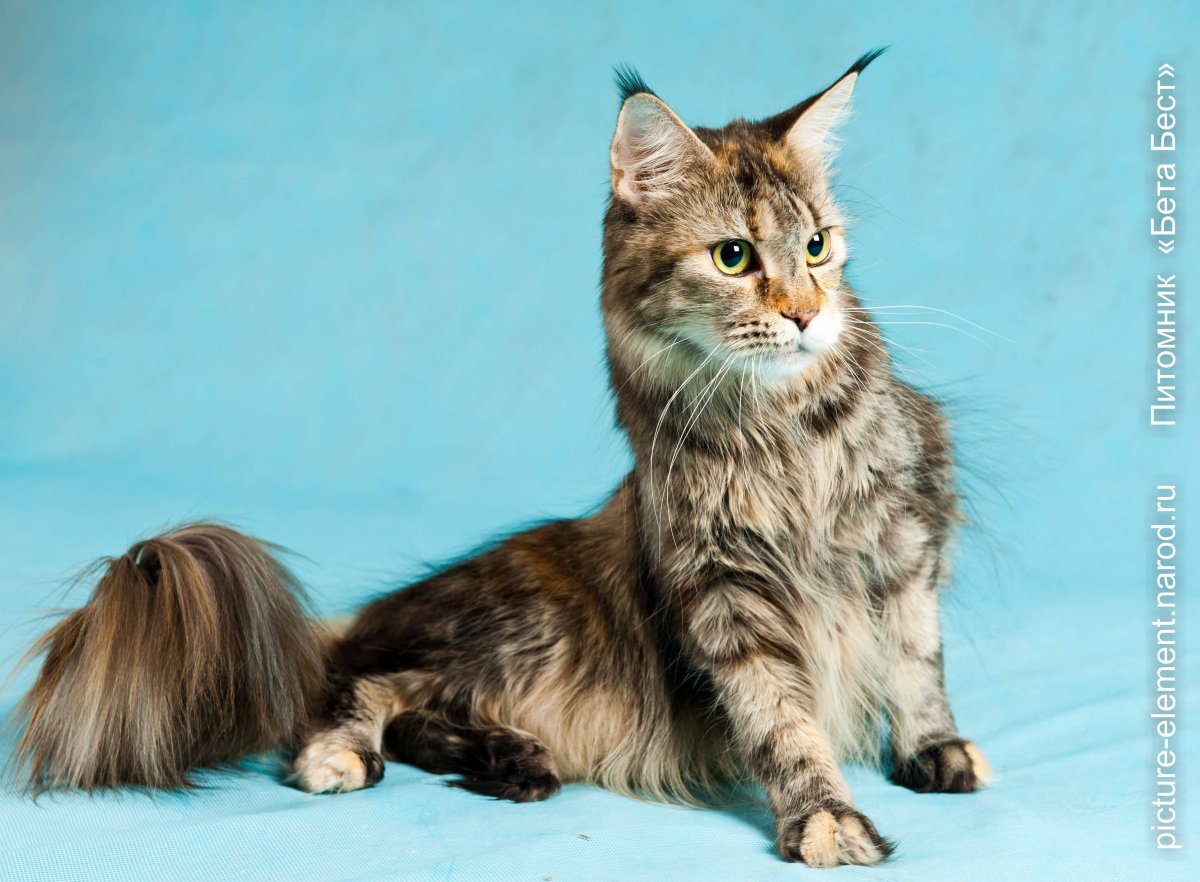 Мейн кун черепаховый