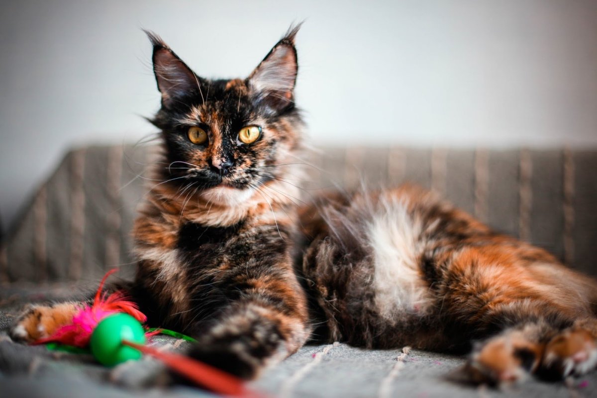 Мейн кун черепаховый мраморный