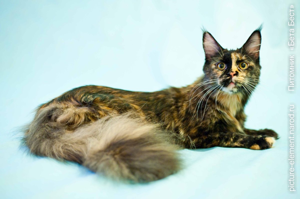 Черепаховый окрас Мейн куна