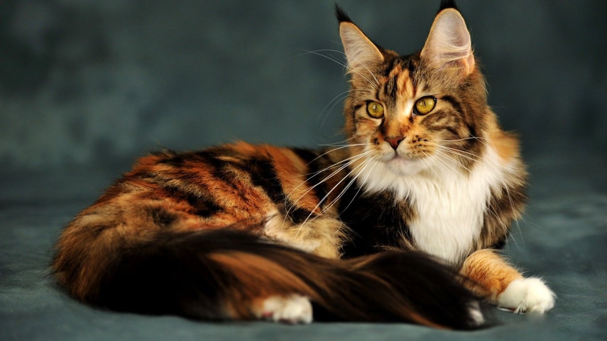 Мейн кун лиловый