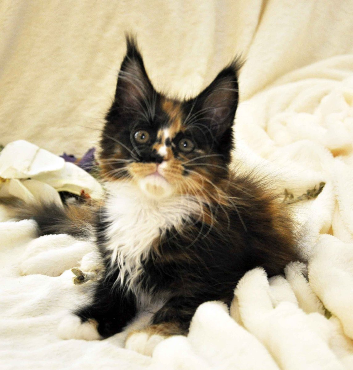 Black tortie with White Мейн кун