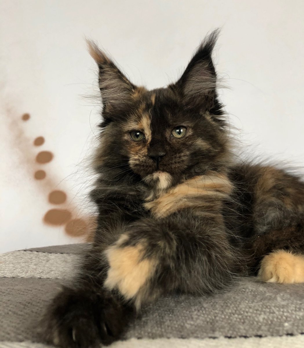 Мейн кун черепаховый окрас