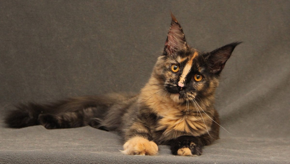 Черепаховый кот Мейн кун