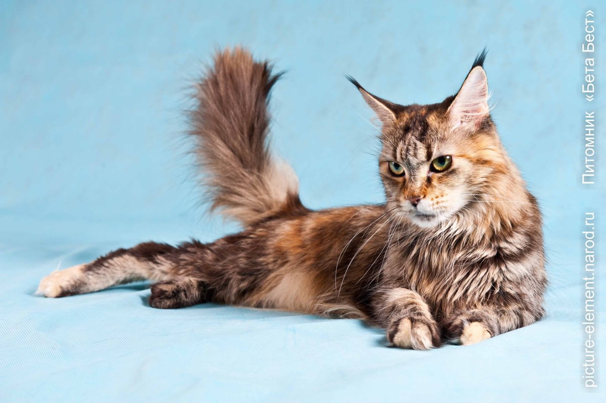 Черепаший Мейн кун