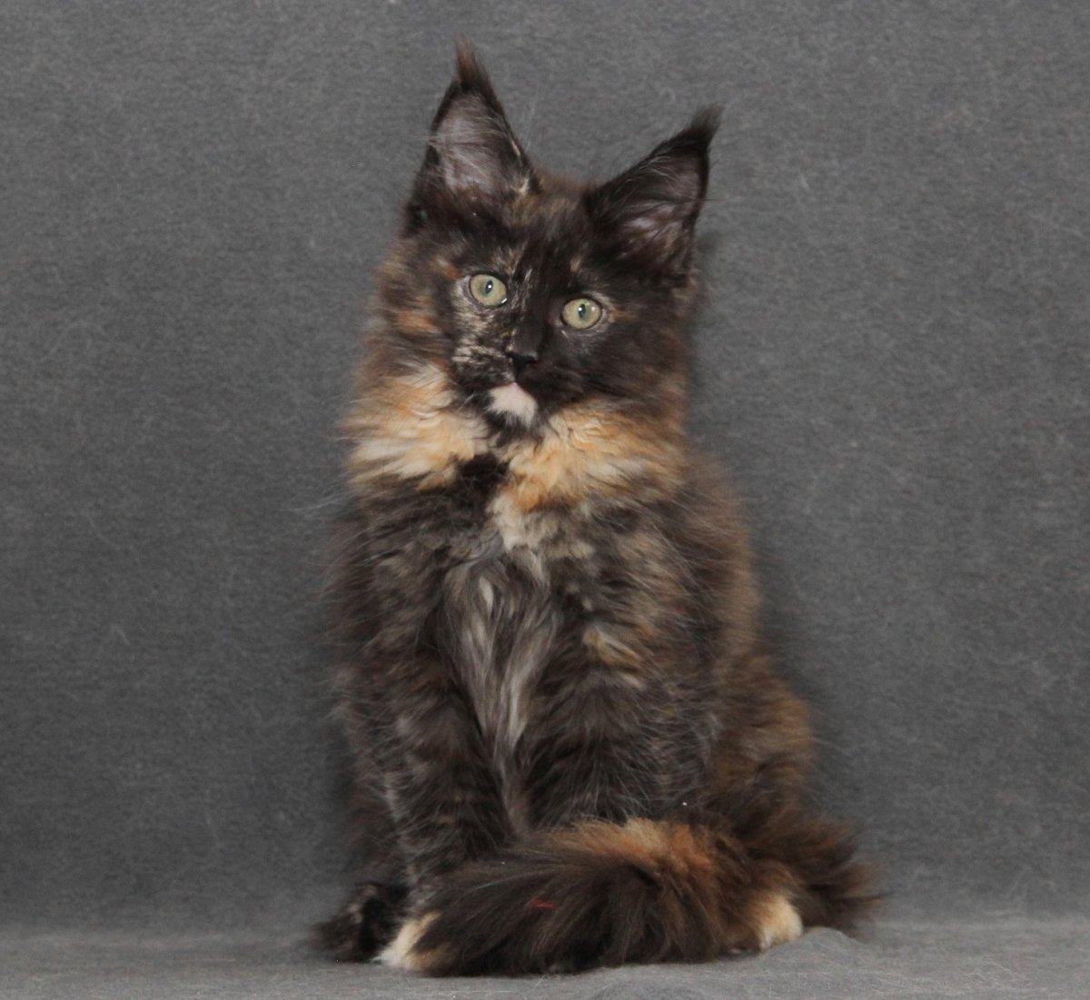 Мейн кун черепаховый