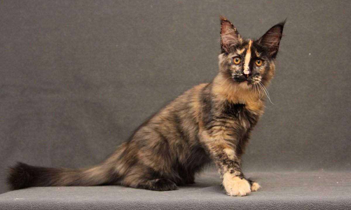 Мейн кун серая кошка