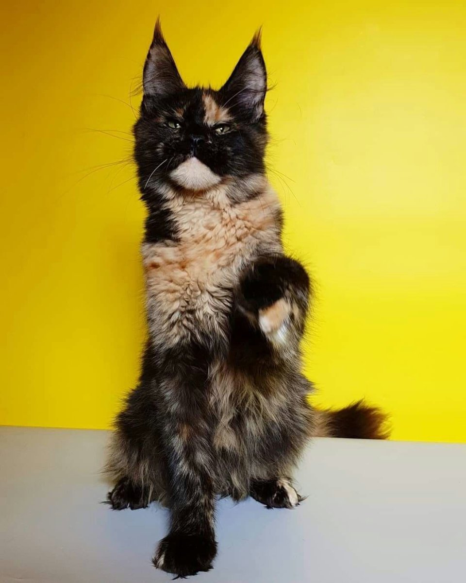 Норвежская Лесная черепахового окраса