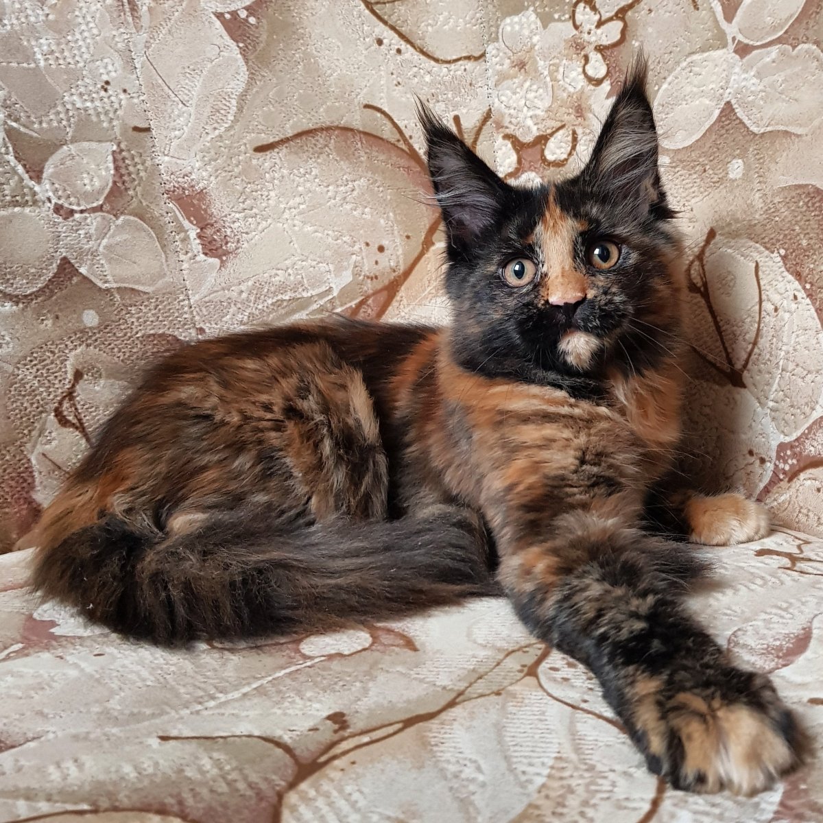 Черный мраморный Мейн кун